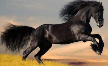 Desktop Backgrounds Horses