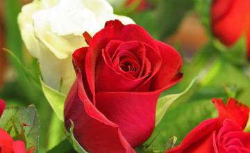 Desktop Beautiful Roses