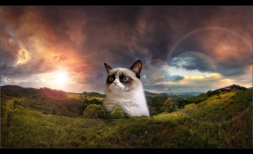 Desktop Wallpaper Grumpy Cat