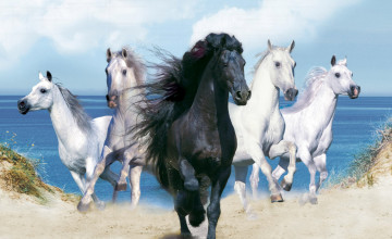 Desktop Wallpaper of Horses