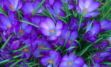 Desktop Purple Flowers