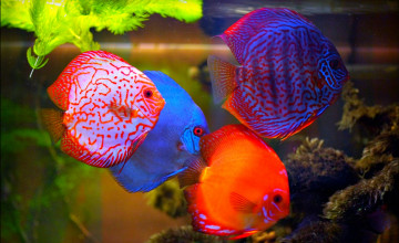 Discus Fish Wallpapers