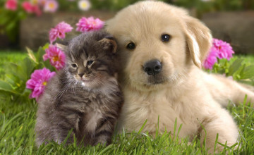Dog And Cat Wallpaper