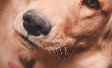Dog Iphone Wallpapers