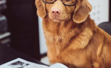 Dog With Glasses Wallpapers