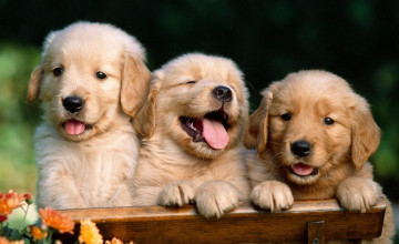 Dogs Wallpapers