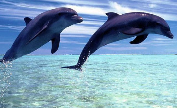 Dolphin Browser Wallpapers