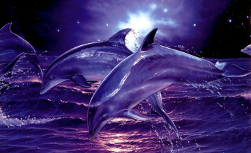 Dolphin Pictures for Desktop