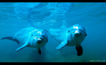 Dolphin Underwater Wallpapers