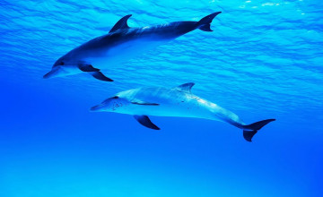 Dolphin Wallpapers Swim