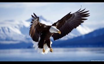 Eagle Background Pictures