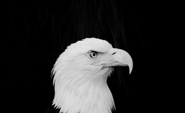 Eagle Black Wallpapers
