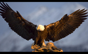 Eagle Pictures Wallpaper