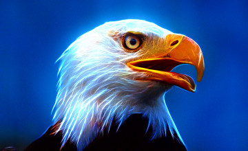 Eagle Wallpapers
