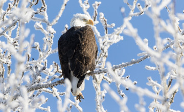 Eagle Winter Wallpapers