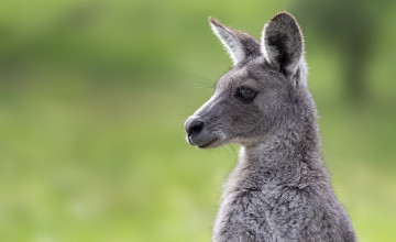 Eastern Grey Kangaroo Wallpapers