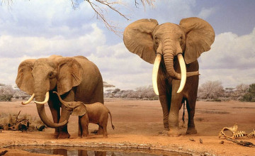 Elephant Desktop