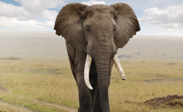 Elephant Wallpapers