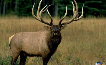 Elk Hunting Wallpapers