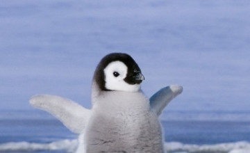 Epic Penguin