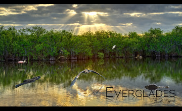 Everglades National Park Wallpapers