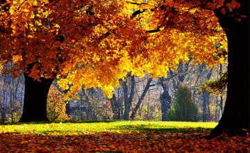 Fall Background Images Free