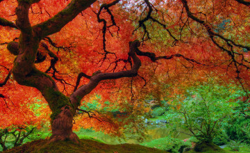 Fall Colors Desktop