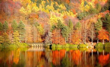 Fall Foliage Backgrounds