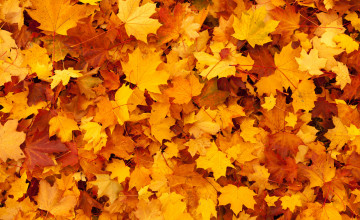 Fall Leaf Background