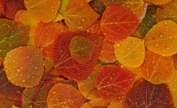 Fall Leaves HD Wallpapers