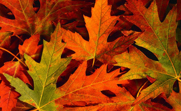 Fall Leaves Wallpaper Backgrounds