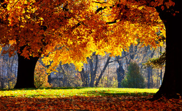 Fall Picture 