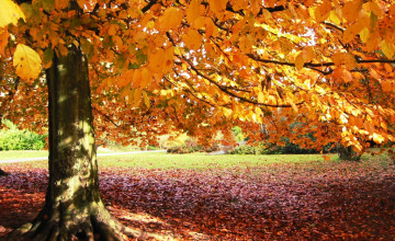 Fall Pictures Backgrounds