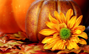 Fall Pumpkin for Desktop