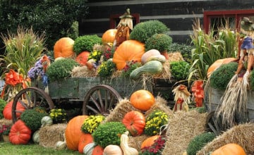 Fall Scarecrow Wallpaper