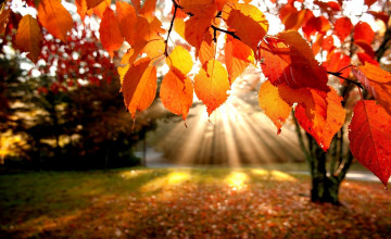 Fall Trees Desktop