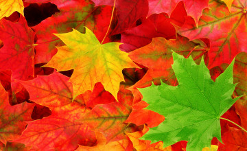 Fall with Leaves