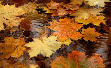 Fall Wallpapers for Windows 7