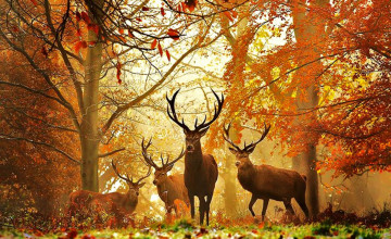 Fall Wildlife Wallpapers and Screensavers