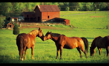 Farm Animals Wallpapers