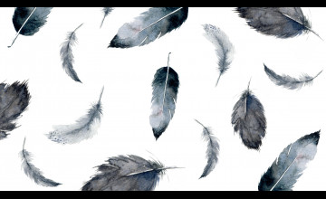 Feather Computer Wallpapers