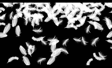 Feathers Falling