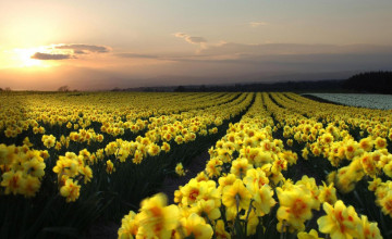 Field of Daffodils Wallpapers