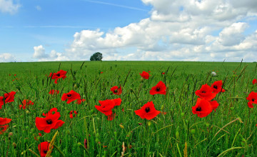 Field of Poppies Wallpapers