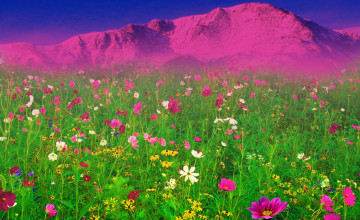 Field of Spring Flowers Wallpapers
