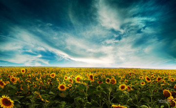Field Of Sunflowers Wallpapers