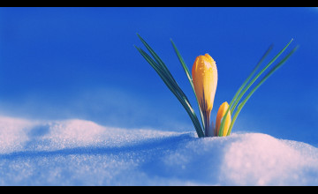 First Day Of Spring Wallpapers
