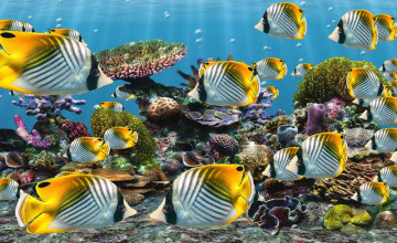 Fish Desktop Wallpapers Moving