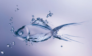 Fish in Water Wallpapers
