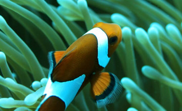 Fish Iphone Wallpapers